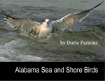 Alabama Sea and Shore Birds